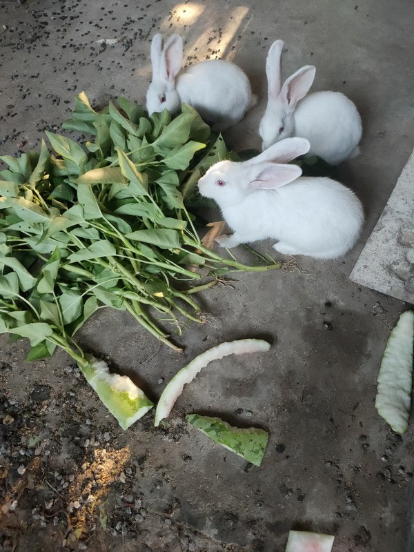 IMG20220730173352_С.jpg