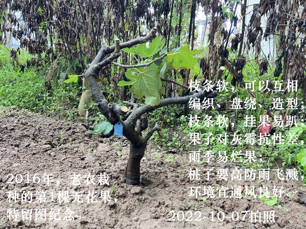 DA-01.jpg