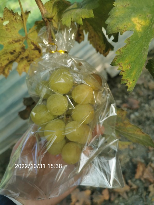 IMG_20221031_153806.jpg