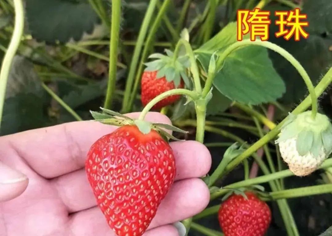 人人爱吃草莓，你知道草莓有哪些品种吗？24种常见草莓品种，中国20大草莓产地？哪里的草莓最好吃？ - 知乎