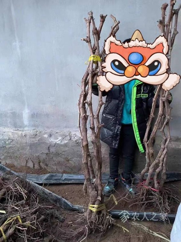 ���������磬�����һ�������������������