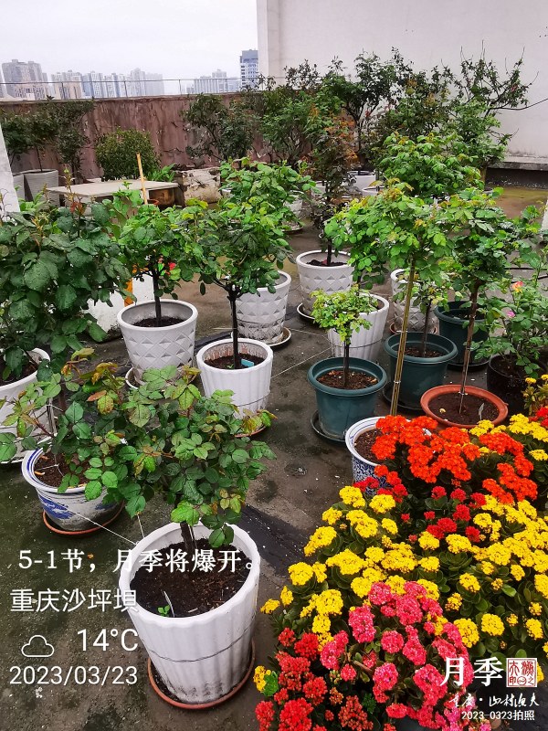 IMG_20230323_101750.jpg