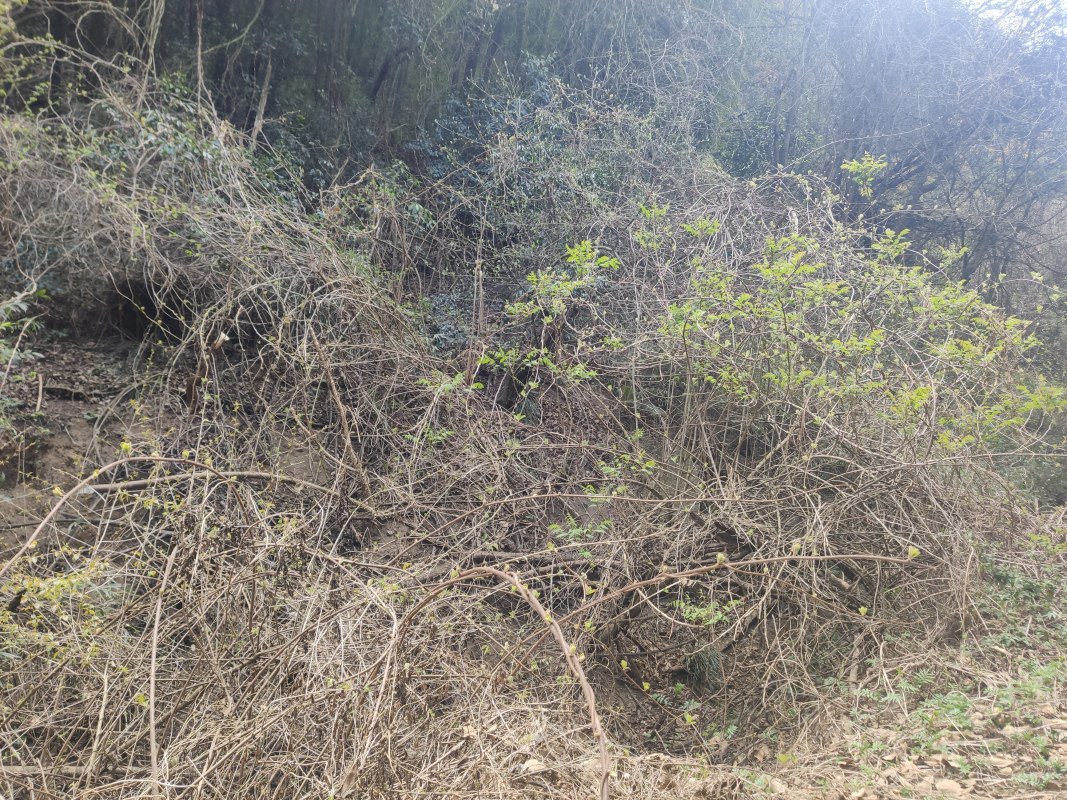 2303262.jpg