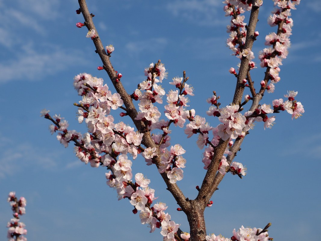Prunus simonii &#039;Flavor Delight&#039;_ζܰ_CHEN BIN                     .jpg