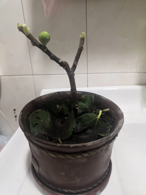 ϵͼƬ1