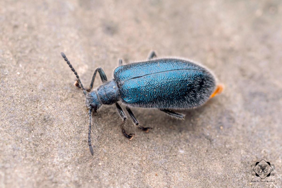 αҶ-Cerogria-janthinipennis--HNH1.jpg