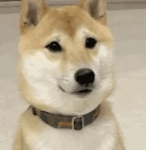 20190915_001803014_iOS.gif