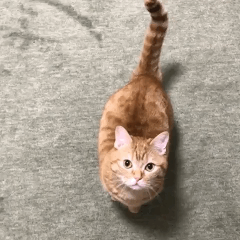 20190918_042820447_iOS.gif