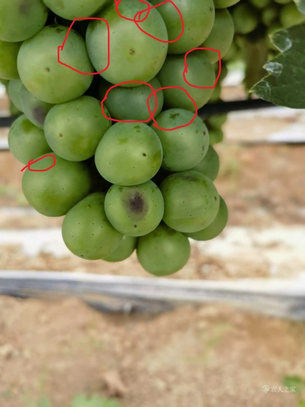 1688451379779867_216.webp.jpg