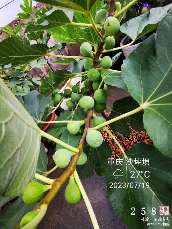IMG_20230719_171233.jpg