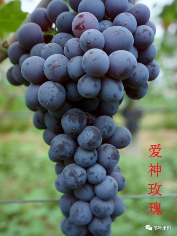 87.jpg