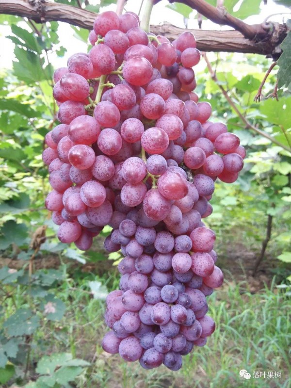 95.jpg