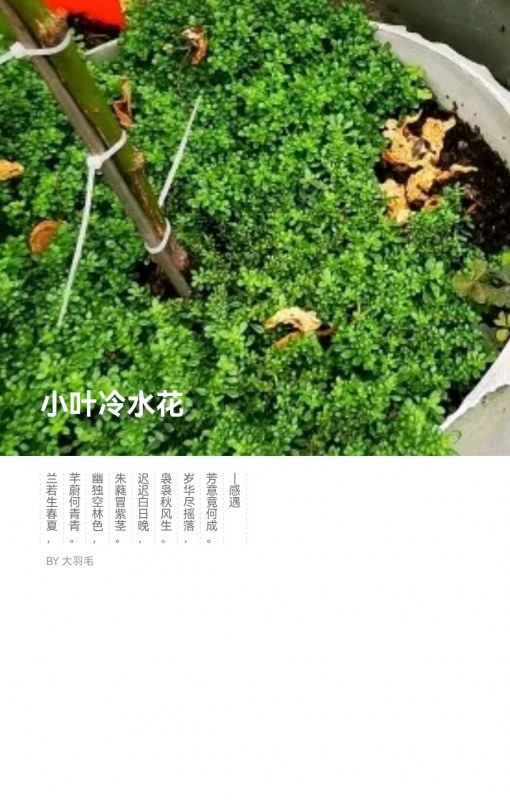 СҶˮ