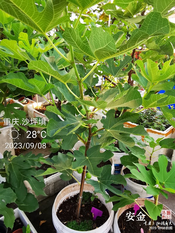 IMG_20230908_074310.jpg