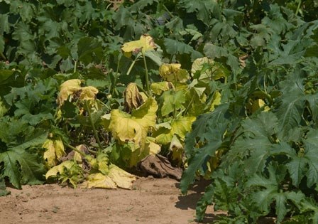 Vine Decline_ҳ_1_ͼ_0003.jpg