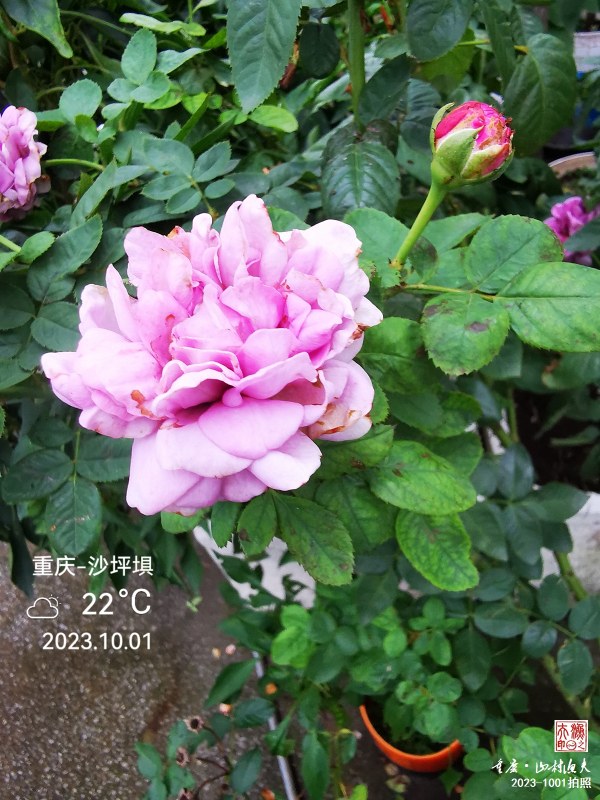 IMG_20231001_171844.jpg