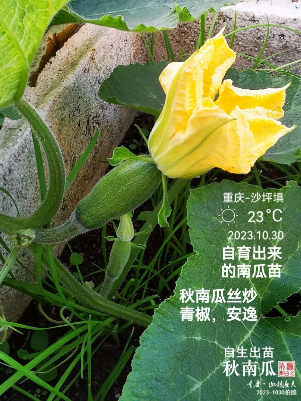IMG_20231030_174526.jpg