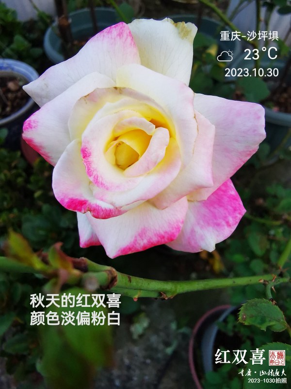 IMG_20231030_175947.jpg
