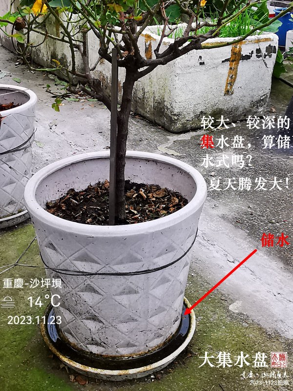 IMG_20231123_091210.jpg
