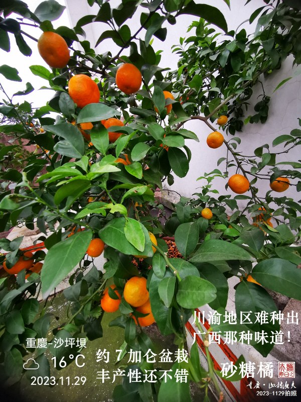 IMG_20231129_114052.jpg
