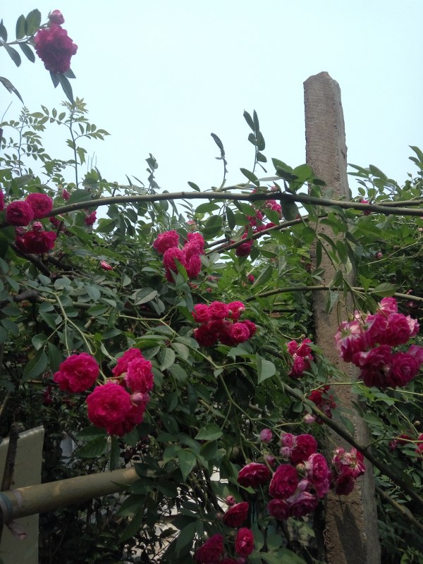 IMG_20240428_133324.jpg