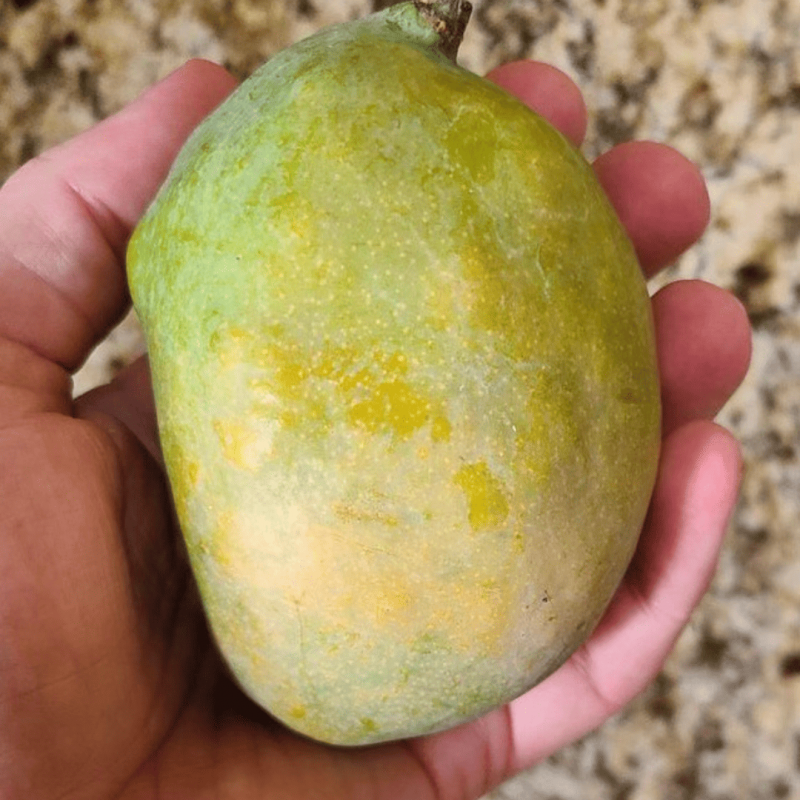 Mango_CoconutCream_Fruit_TheGardenNerd_2.png
