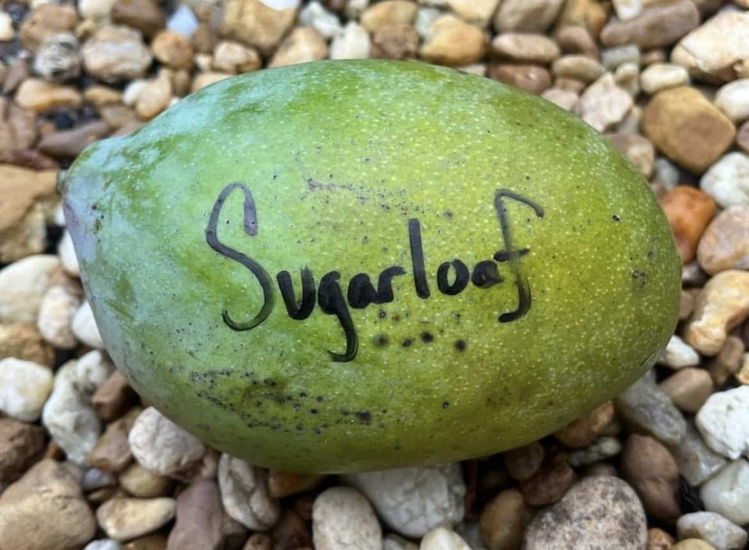 Mango_Sugarloaf_Fruit_IG_RareFruitFarm_1.jpg