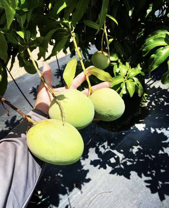 Mango_Venus_Fruit_IG_DsFruitTreesLLC_1.jpg