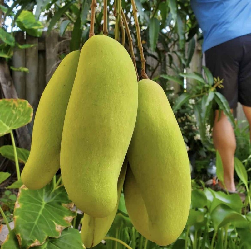 Mango_MahaChanook_Fruit_IG_Mama_Mango_2.jpg