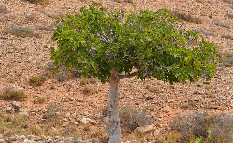 fig-tree-whole.jpg