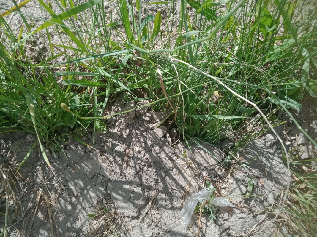 IMG20240609160240.jpg
