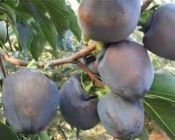 black persimmon.jpg