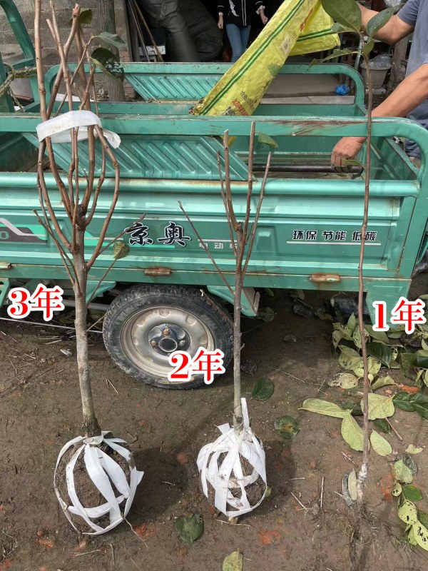 123Ա.jpg