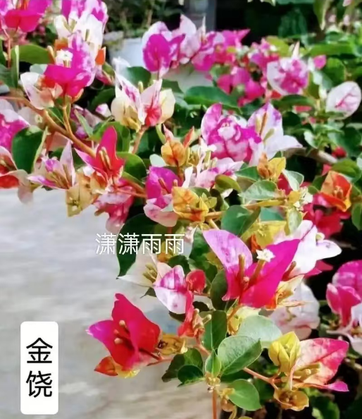 09d1b928f32ff45a578d8a7595ddbbf.png