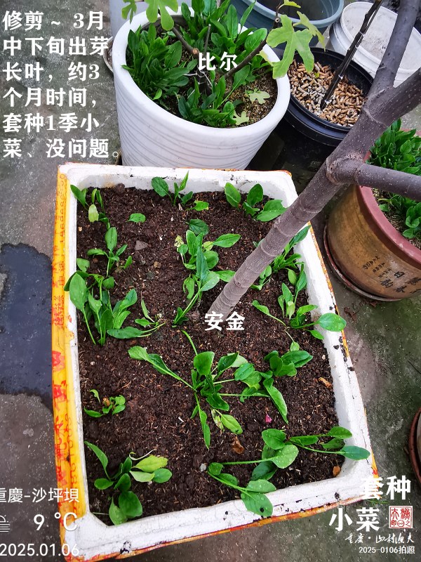 IMG_20250106_111012.jpg