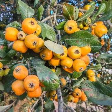 crataegus-mexicana-5-380x760.jpg