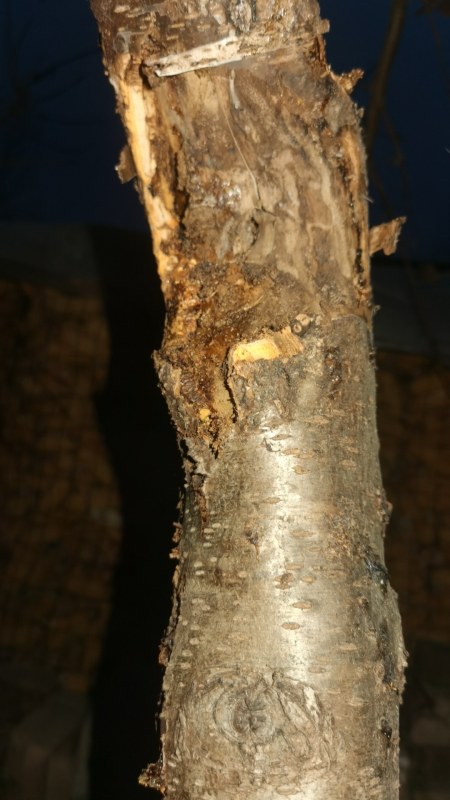 wx_camera_1738404554558.jpg