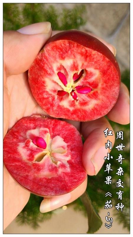 ����Сƻ����-3 4.jpg