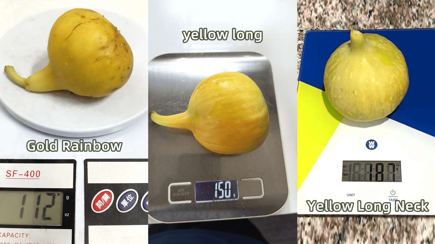 ֳ.png
