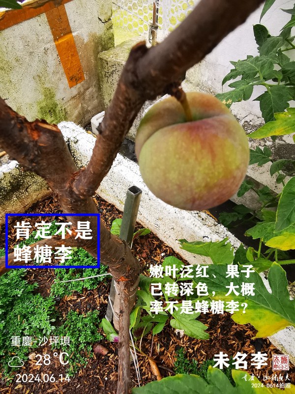 IMG_20240614_114853.jpg