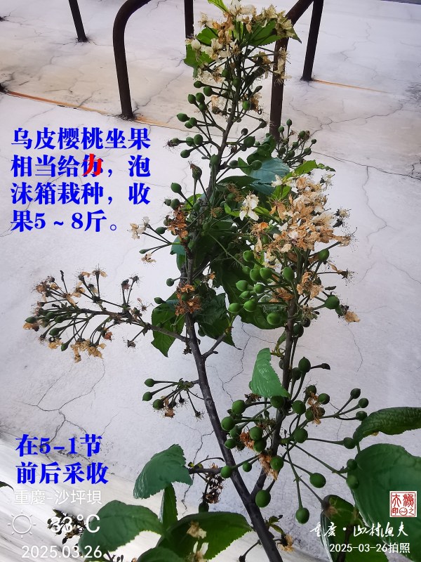 IMG_20250326_170330.jpg