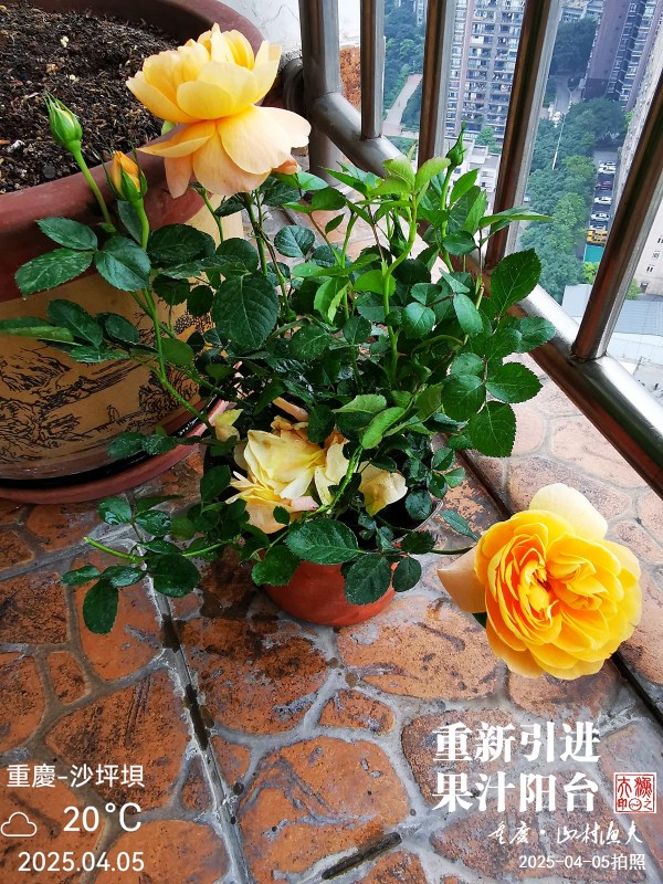 IMG_20250405_174448.jpg