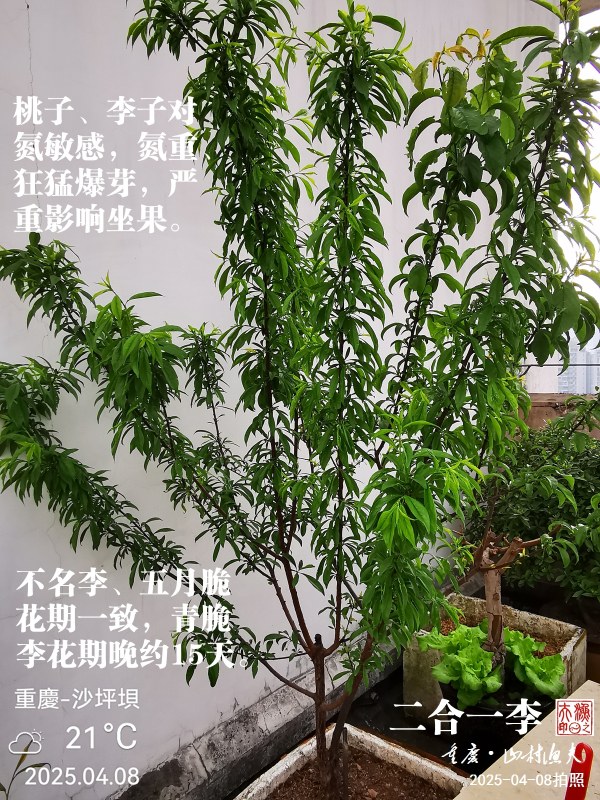 IMG_20250408_091246.jpg