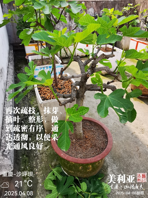 IMG_20250408_104409.jpg