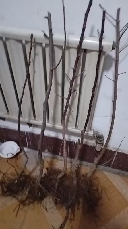 ΢ͼƬ_20250407074147.jpg