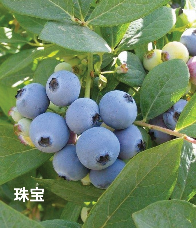 鱦.jpg