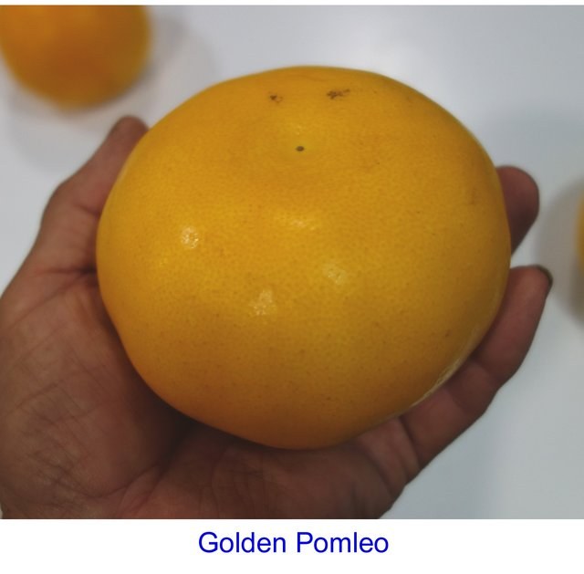Japanese-Golden-Pomelo-3-12-25-Pic2.jpg