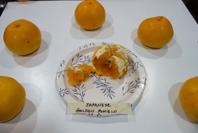 Japanese-Golden-Pomelo-3-12-25-Pic4.jpg