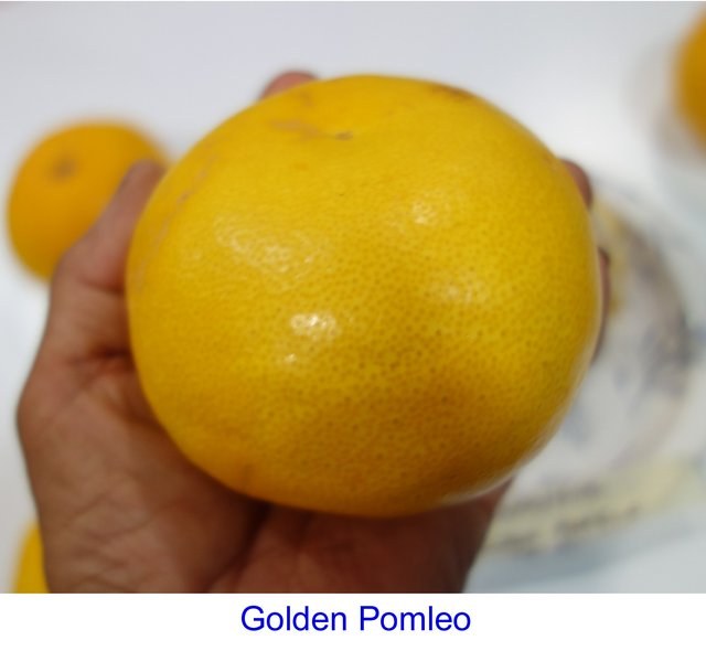 Japanese-Golden-Pomelo-3-12-25-Pic1.jpg