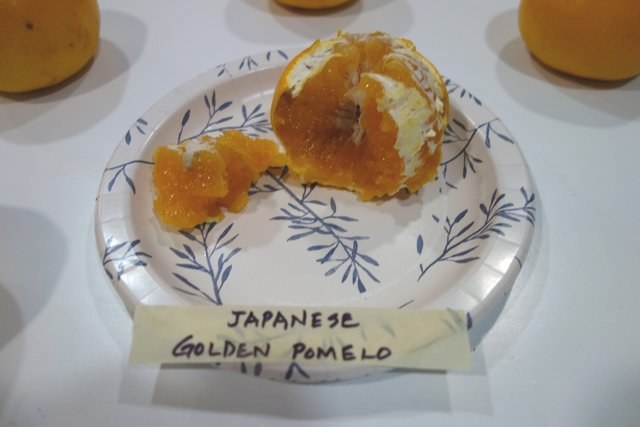 Japanese-Golden-Pomelo-3-12-25-Pic5.jpg